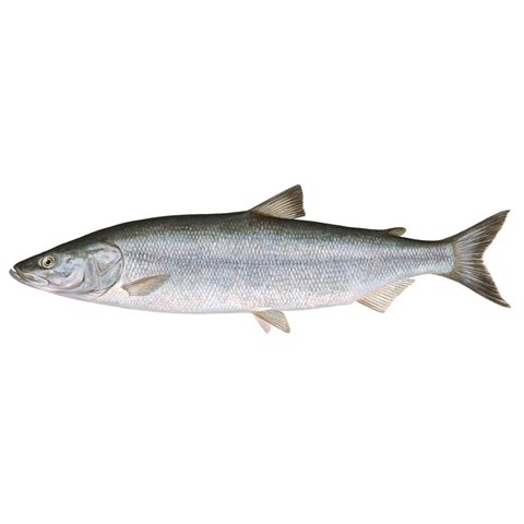 Stenodus leucichthys