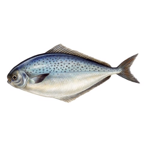 Stromateus brasiliensis