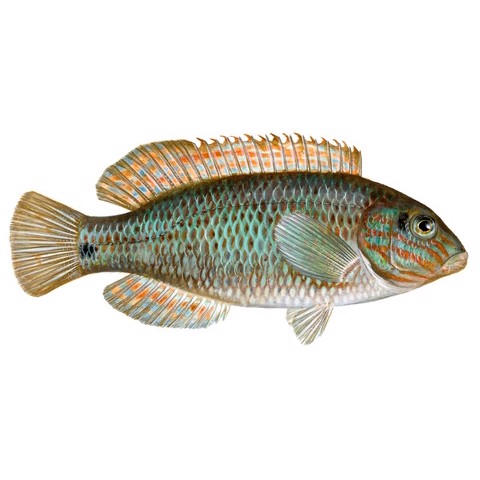 Symphodus melops