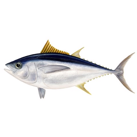 Thunnus obesus