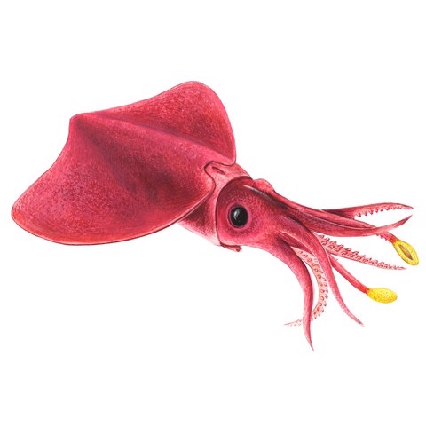 Taningia danae