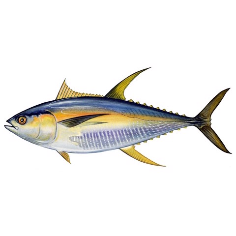 Thunnus albacares 2