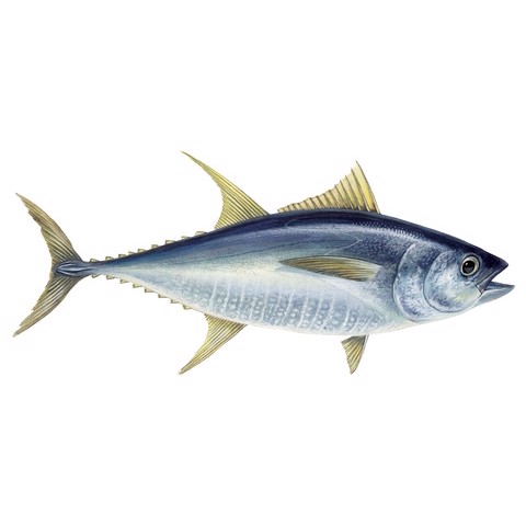 Thunnus albacares 3