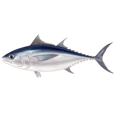 Thunnus atlanticus 2