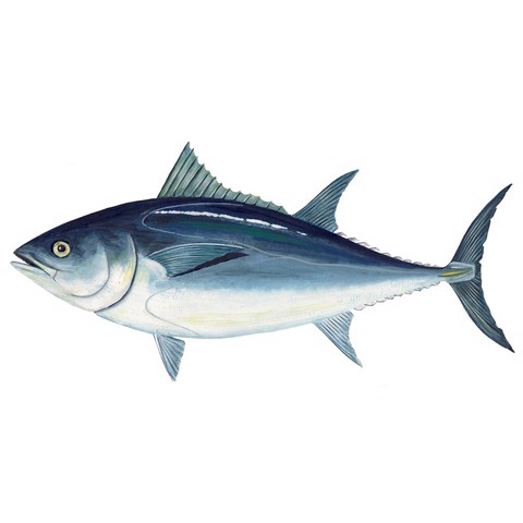 Thunnus maccoyii 1