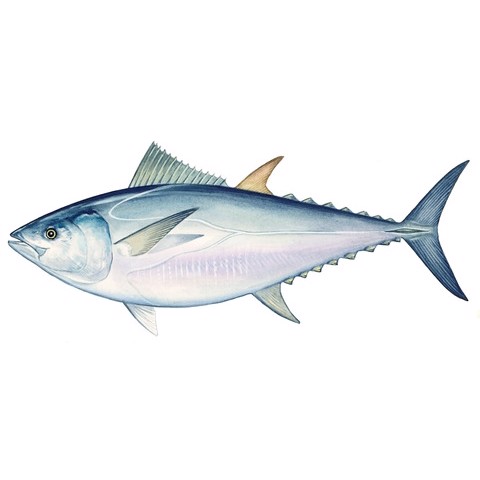 Thunnus maccoyii 2