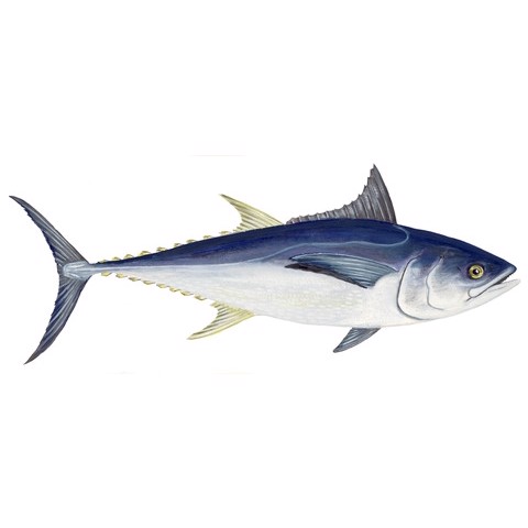 Thunnus tonggol
