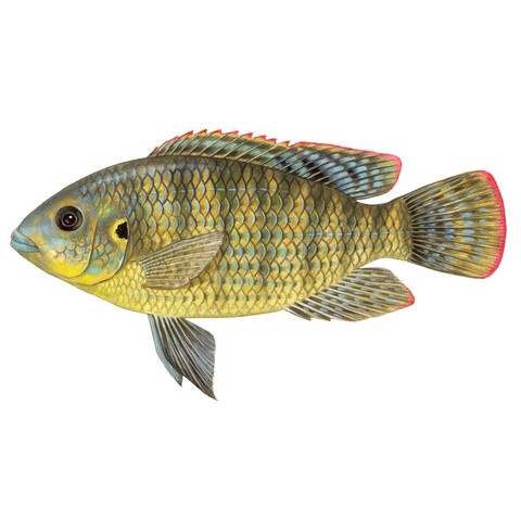 Tilapia sparrmanii