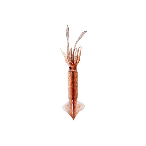 Todarodes pacificus