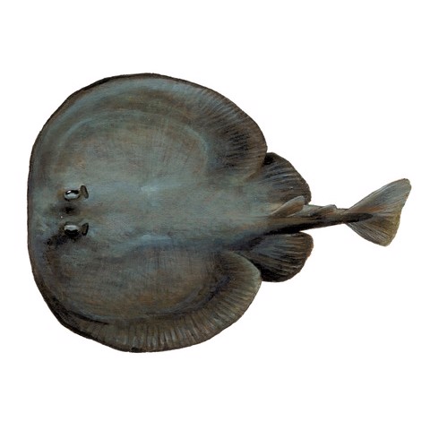 Torpedo nobiliana
