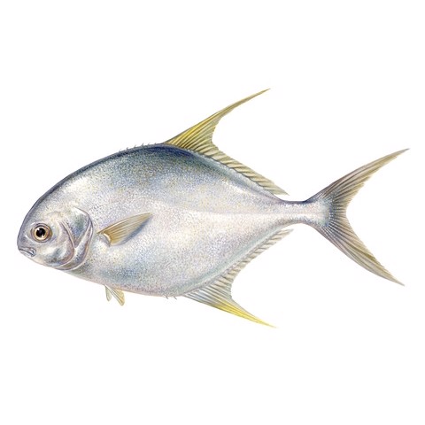 Trachinotus blochii