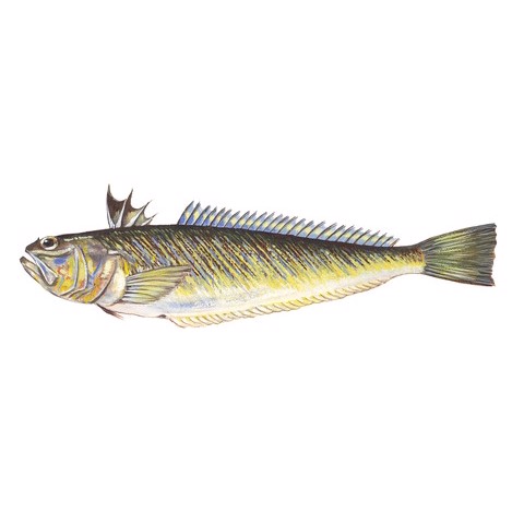 Trachinus draco 2
