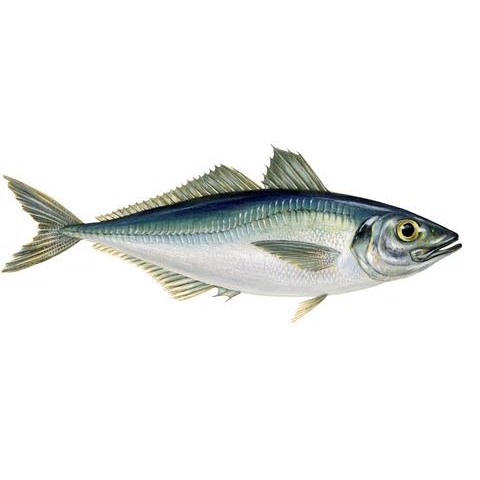 Trachurus trachurus 3