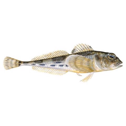 Triglops murrayi