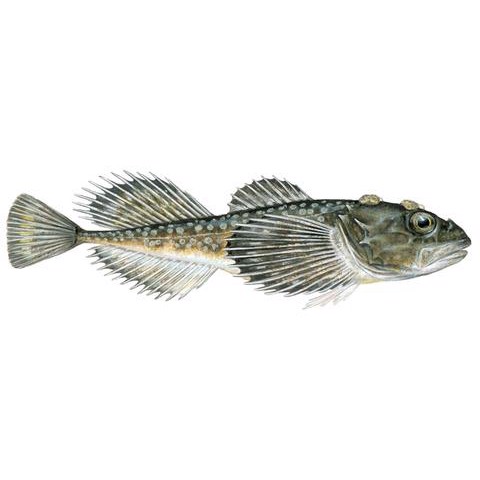 Triglopsis quadricornis