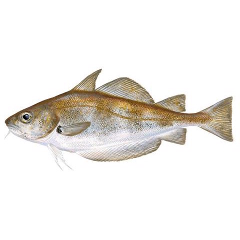 Trisopterus luscus 1