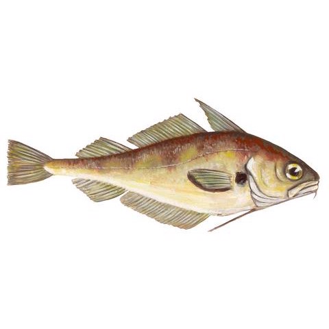 Trisopterus luscus 3