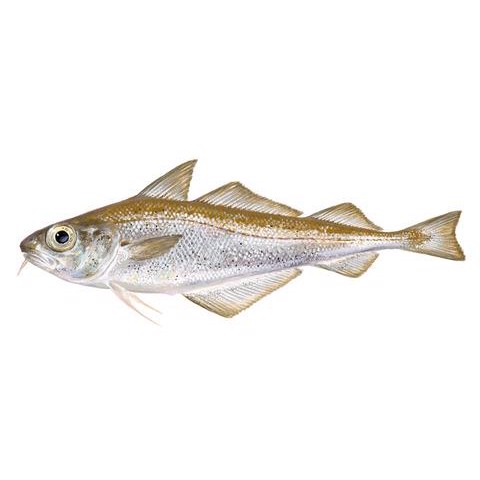 Trisopterus minutus