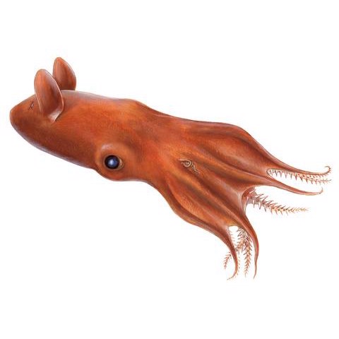 Vampyroteuthis infernalis