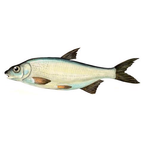 Vimba vimba 2