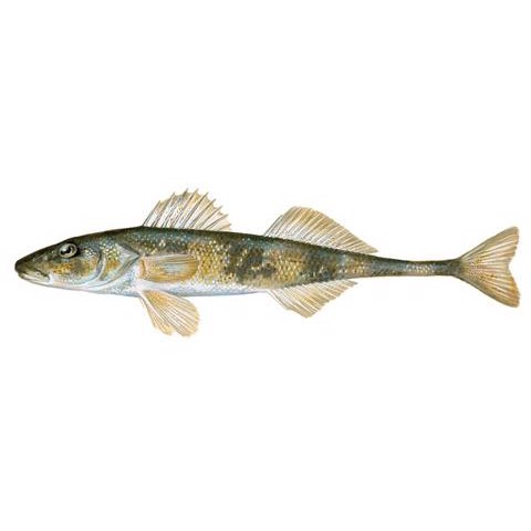 Zingel streber