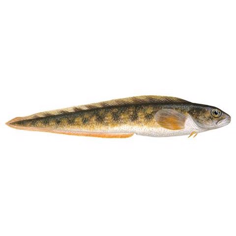 Zoarces viviparus 1