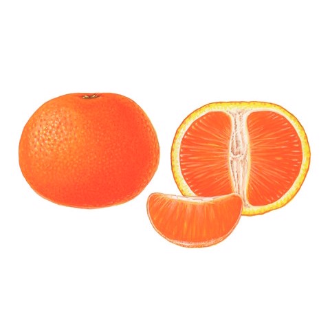 Citrus nobilis