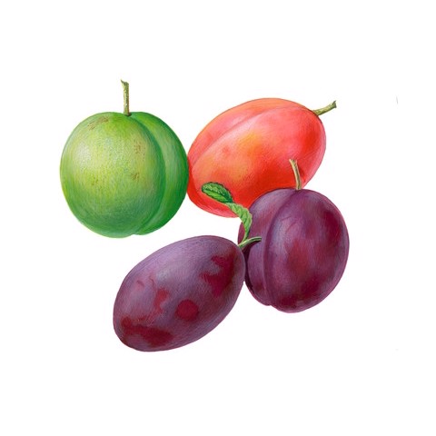 Prunus domestica