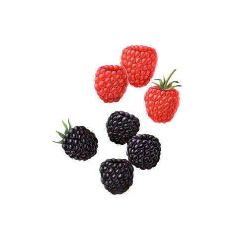 Rubus spp