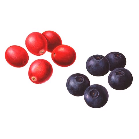Vaccinium spp