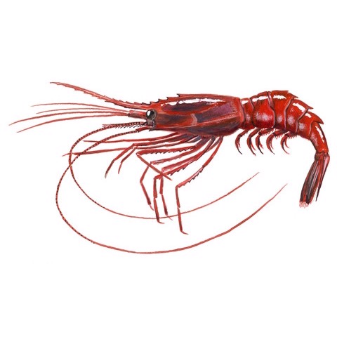 Heterocarpus reedi