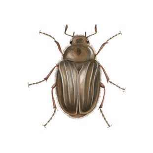Amphimallon solstitialis