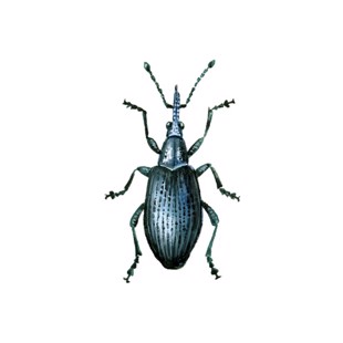 Apion spp.