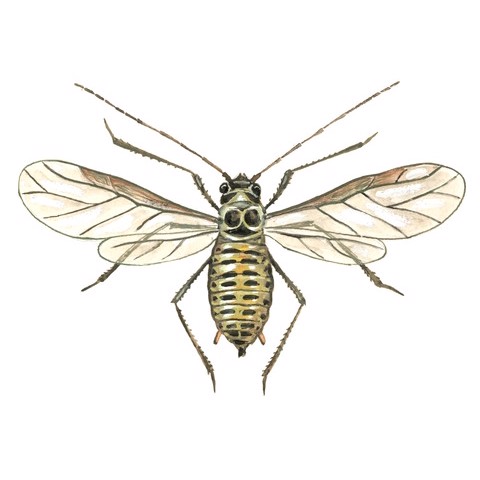 Brevicoryne brassicae