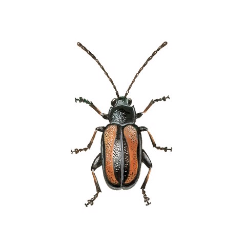 Phyllotreta undulata