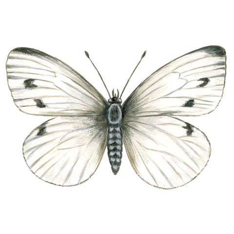 Pieris rapae