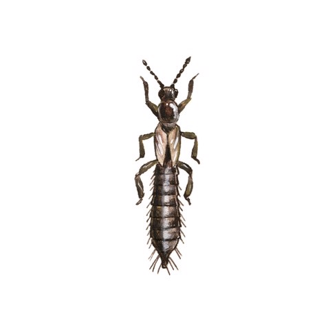 Thrips angusticeps