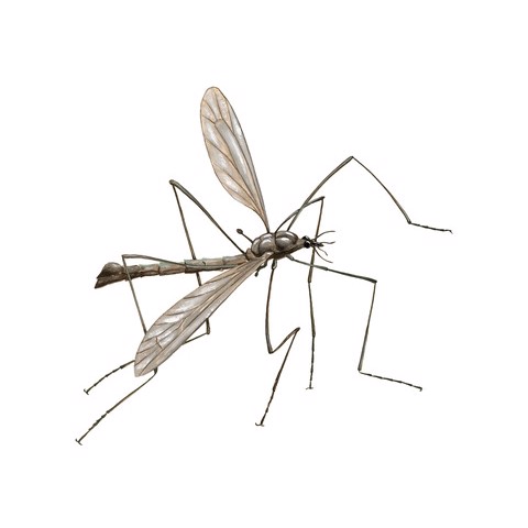 Tipula paludosa