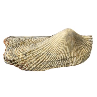 Arca noae