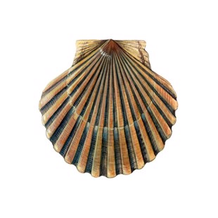 Argopecten irradians 