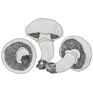 Agaricus campestris