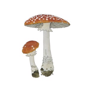 Amanita muscaria
