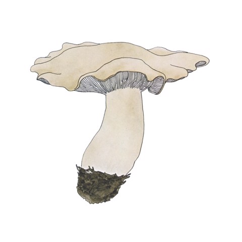 Calocybe Gambosa