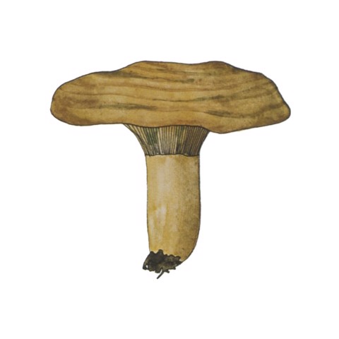 Lactarius Deliciosus