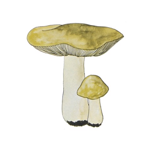 Tricholoma flavovirens