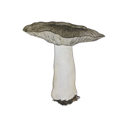 Tricholoma portentosum